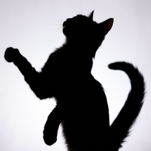 CoCoCool's profile picture