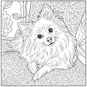 Fluffy Pomeranian Paradise
